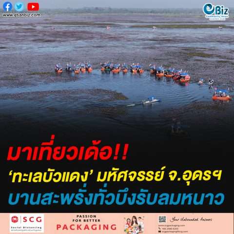 มาเที่ยวเด้อ!!‘ทะเลบัวแดง’ มหัศจรรย์ จ.อุดรฯบานสะพรั่งทั่วบึงรับลมหนาว