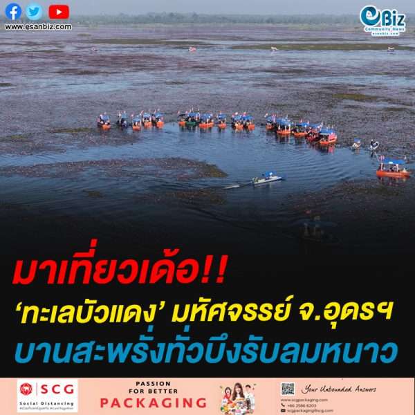 มาเที่ยวเด้อ!!‘ทะเลบัวแดง’ มหัศจรรย์ จ.อุดรฯบานสะพรั่งทั่วบึงรับลมหนาว