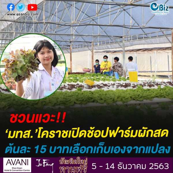 ชวนแวะ!!‘มทส.’โคราชเปิดช้อปฟาร์มผักสดต้นละ 15 บาทเลือกเก็บเองจากแปลง