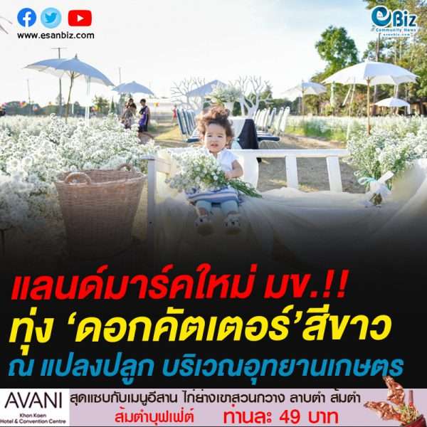 แลนด์มาร์คใหม่ มข.!!ทุ่ง ‘ดอกคัตเตอร์’สีขาว ณ แปลงปลูก บริเวณอุทยานเกษตร