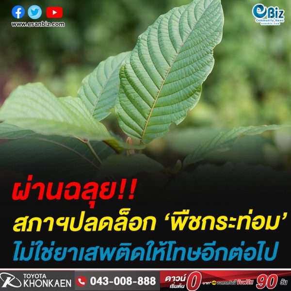 ผ่านฉลุย!!สภาผู้แทนราษฎร โหวตผ่านร่างกฎหมาย ปลดล็อกพืช ‘กระท่อม’ ไม่ใช่ยาเสพติดให้โทษอีกต่อไป