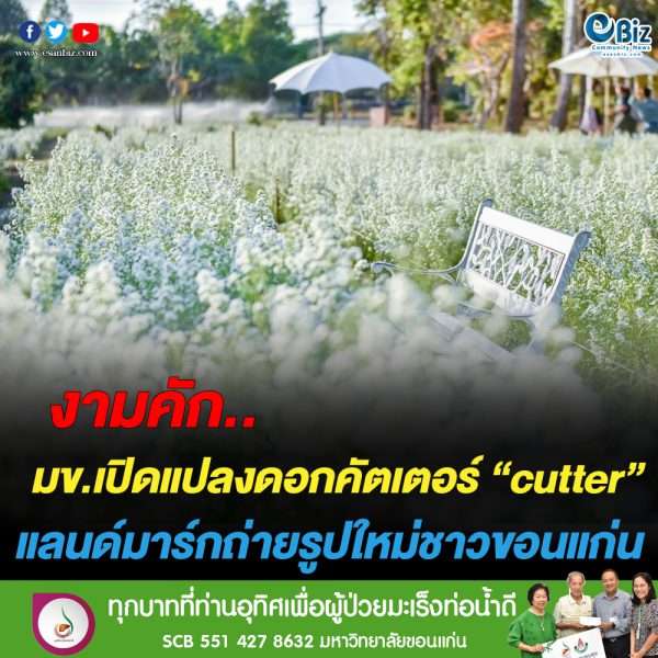 แปลงดอกคัตเตอร์ “cutter” แลนด์มาร์กถ่ายรูปแห่งใหม่