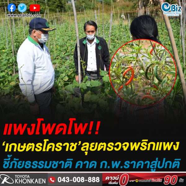 แพงโพดโพ!!‘เกษตรโคราช’ลุยตรวจพริกแพงชี้ภัยธรรมชาติ คาด ก.พ.ราคาสู่ปกติ