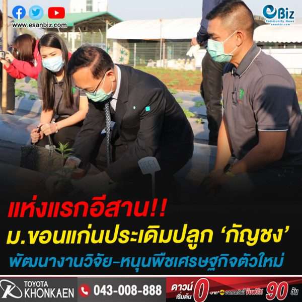 แห่งแรกอีสาน!!ม.ขอนแก่นประเดิมปลูก ‘กัญชง’พัฒนางานวิจัย-หนุนพืชเศรษฐกิจตัวใหม่