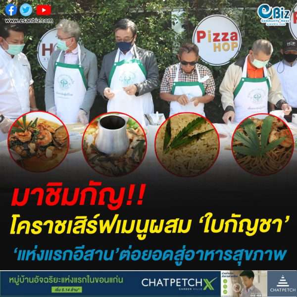 มาชิมกัญ!!โคราชเสิร์ฟเมนูผสม ‘ใบกัญชา’‘แห่งแรกอีสาน’ต่อยอดสู่อาหารสุขภาพ