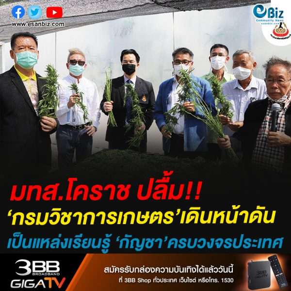 มทส.โคราช ปลื้ม!!กรมวิชาการเกษตร’เดินหน้าดันเป็นแหล่งเรียนรู้ด้านกัญชาครบวงจรของประเทศ