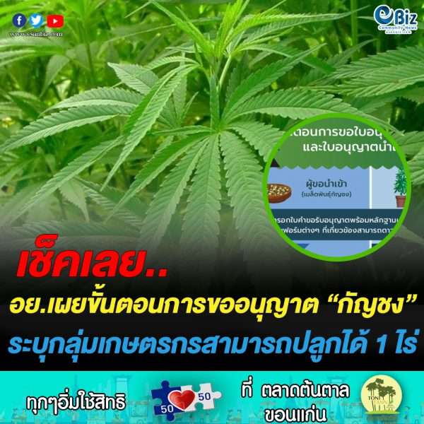 ขั้นตอนการขออนุญาตปลูก “กัญชง”