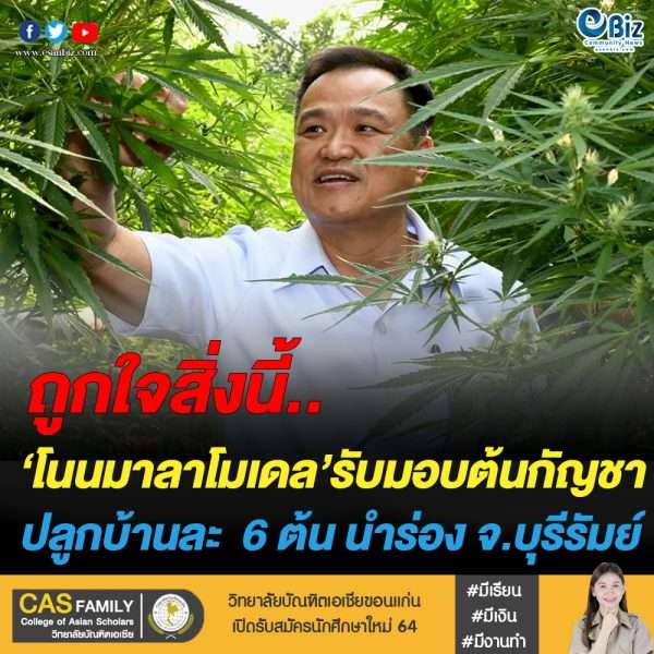 โนนมาลัยโมเดลปลูกกัญชาบ้านละ 6 ต้นแห่งแรก ที่บุรีรัมย์