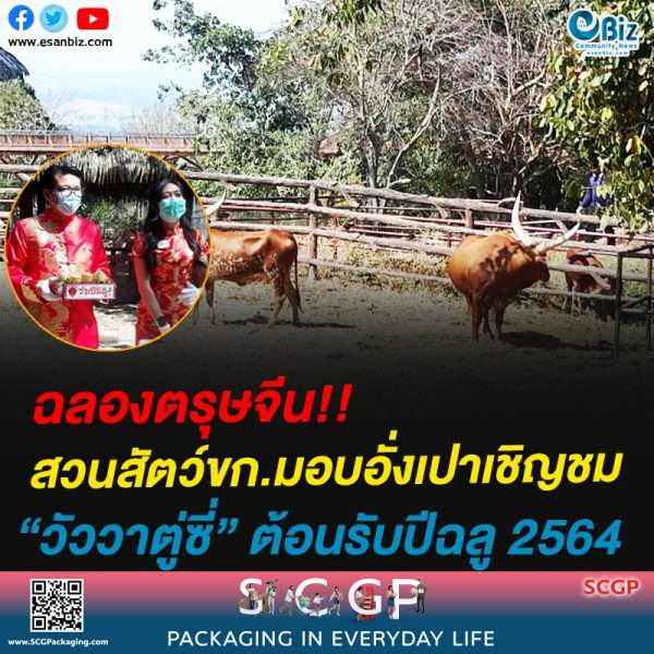 ฉลองตรุษจีน!!สวนสัตว์ขก.มอบอั่งเปาเชิญชม“วัววาตู่ซี่” ต้อนรับปีฉลู 2564