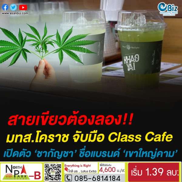 สายเขียวต้องลอง!!มทส.โคราช จับมือ Class Cafe เปิดตัว ‘ชากัญชา’ ชื่อแบรนด์ ‘เขาใหญ่คาม’