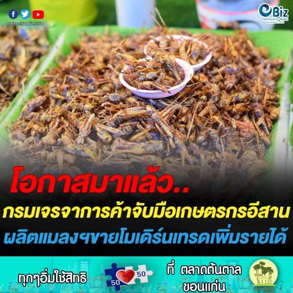 เกษตรกรอีสานเฮ แมลงขึ้นเชล์ฟขายโมเดิร์นเทรด