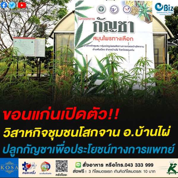 ขอนแก่นเปิดตัว วิสาหกิจชุมชนโสกจาน​ อ.บ้านไผ่​ จังหวัดขอนแก่น​ ปลูกกัญชาเพื่อประโยชน์ทางการแพทย์