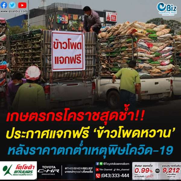 เกษตรกรโคราชสุดช้ำ!!ประกาศแจกฟรี ‘ข้าวโพดหวาน’หลังราคาตกต่ำเหตุพิษโควิด-19
