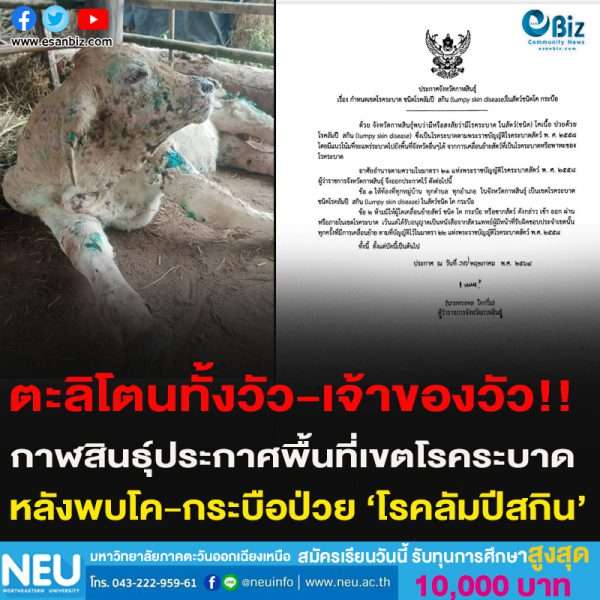 ตะลิโตนทั้งวัว-เจ้าของวัว!!กาฬสินธุ์ประกาศพื้นที่เขตโรคระบาดหลังพบโค-กระบือป่วย ‘โรคลัมปีสกิน’