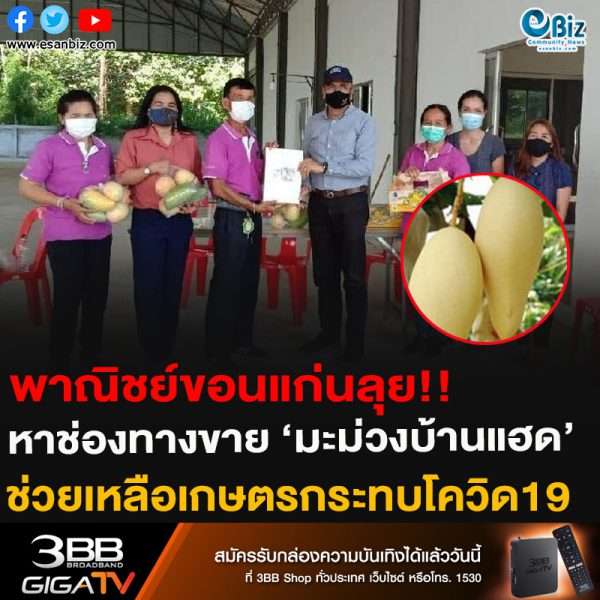 พาณิชย์ขอนแก่นลุย!!หาช่องทางขาย ‘มะม่วงบ้านแฮด’ช่วยเหลือเกษตรกระทบโควิด19