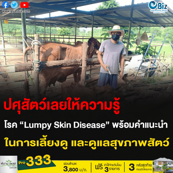 ปศุสัตว์เลยให้ความรู้ โรค “Lumpy Skin Disease” พร้อมคำแนะนำ ในการเลี้ยงดู และดูแลสุขภาพสัตว์