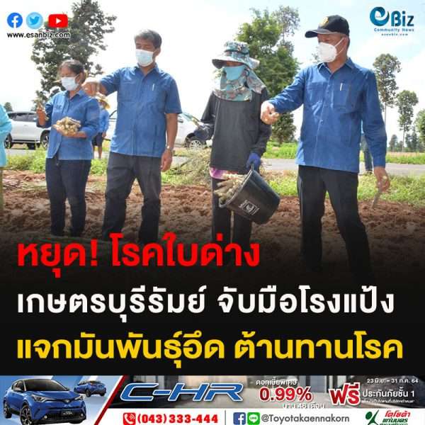 หยุด!โรคใบด่าง เกษตรบุรีรัมย์จับมือโรงแป้ง แจกมันพันธุ์อึด ต้านทานโรค