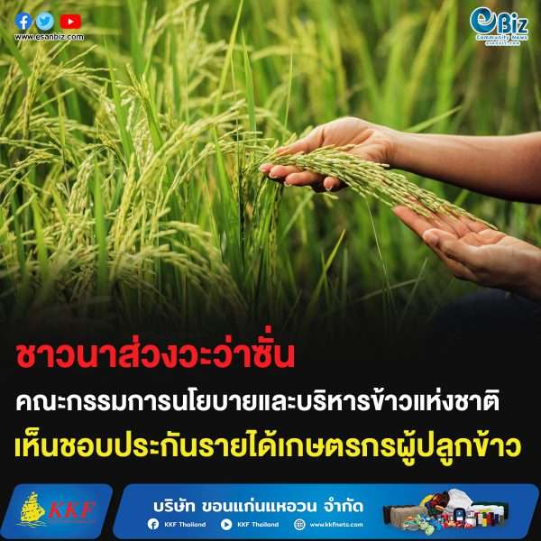ชาวนาส่วงวะว่าซั่น คณะกรรมการนโยบายและบริหารข้าวแห่งชาติ เห็นชอบประกันรายได้เกษตรกรผู้ปลูกข้าว