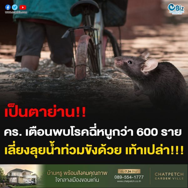 เป็นตาย่าน!! คร. เตือนพบโรคฉี่หนูกว่า 600 ราย  เลี่ยงลุยน้ำท่วมขัง เท้าเปล่า!!!