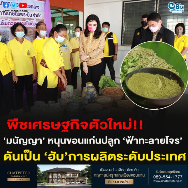 พืชเศรษฐกิจตัวใหม่!!‘มนัญญา’ หนุนขอนแก่นปลูก ‘ฟ้าทะลายโจร’ดันเป็น ‘ฮับ’การผลิตระดับประเทศ