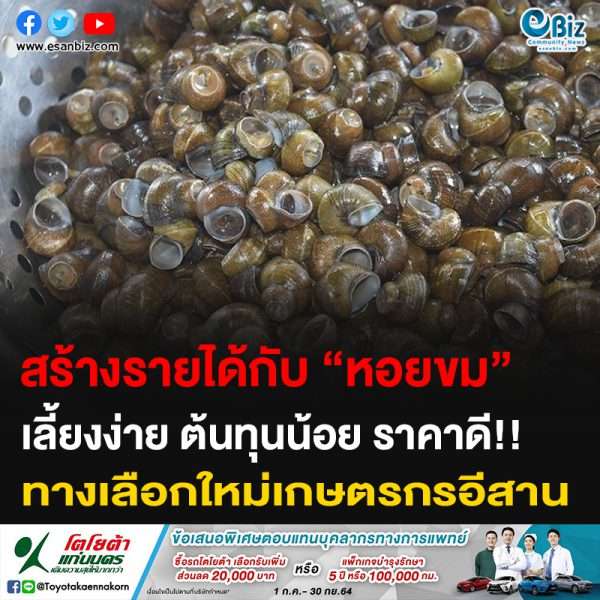 สร้างรายได้กับ “หอยขม” เลี้ยงง่าย ต้นทุนน้อย ราคาดี!! ทางเลือกใหม่เกษตรกรอีสาน