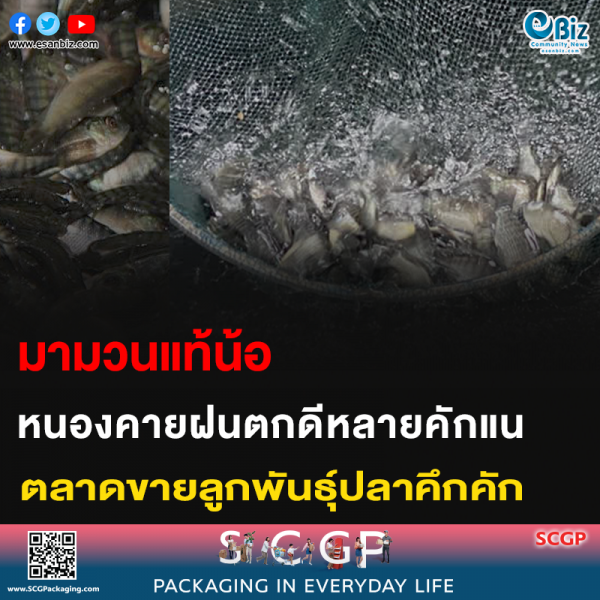 มามวนแท้น้อ หนองคายฝนตกดีหลายคักแน ตลาดขายลูกพันธุ์ปลาคึกคัก