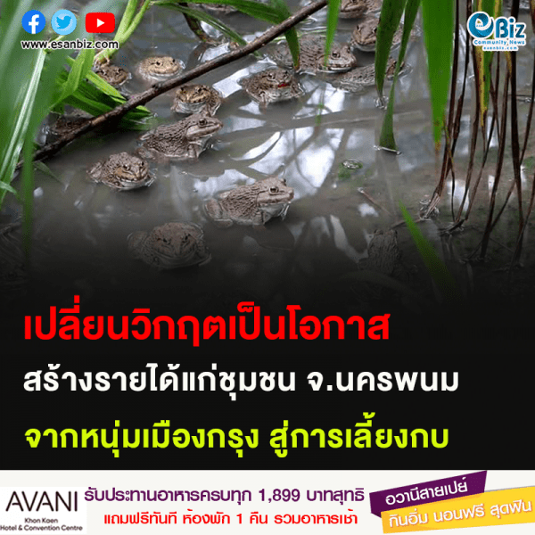 เปลี่ยนวิกฤตเป็นโอกาส สร้างรายได้แก่ชุมชน จ.นครพนม จากหนุ่มเมืองกรุง สู่การเลี้ยงกบ