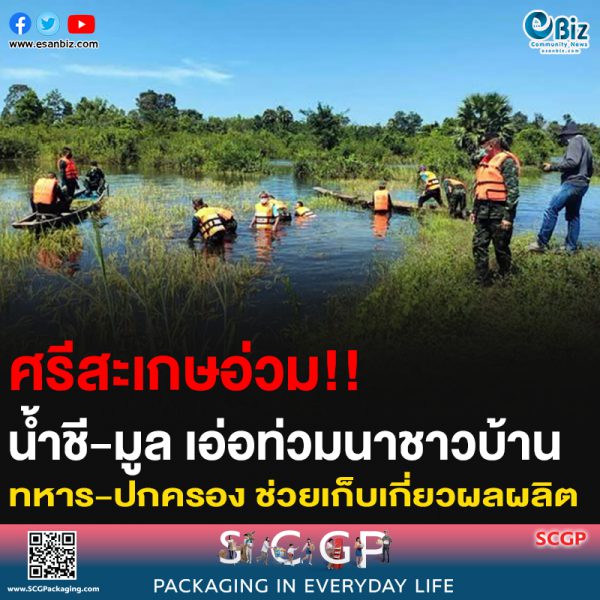ศรีสะเกษอ่วม!! น้ำชี-มูล เอ่อท่วมนาชาวบ้าน ทหาร-ปกครอง ช่วยเก็บเกี่ยวผลผลิต
