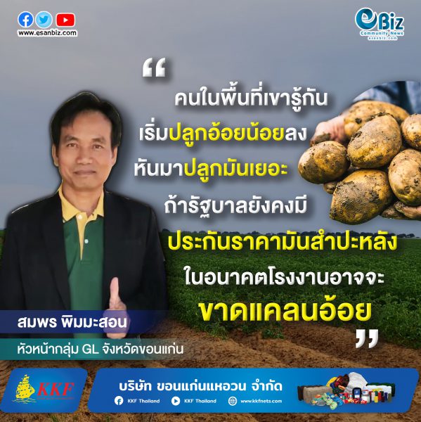 เกษตรกรปลูกมันฯปลื้ม รัฐประกัน2.5บ./กก. แปรรูปเลี้ยงโคขุนส่งจีน