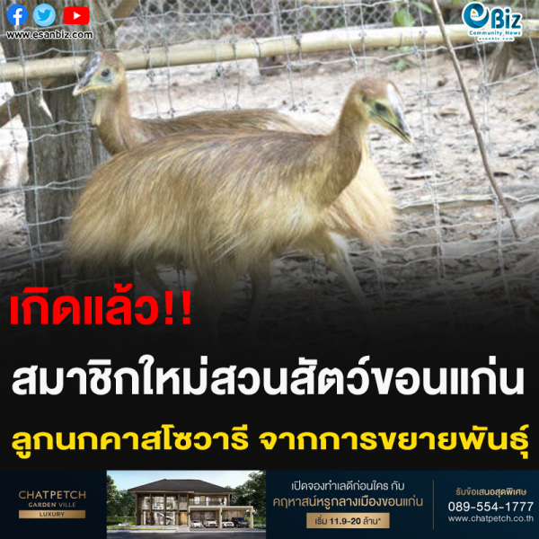 เกิดแล้ว!! สมาชิกใหม่สวนสัตว์ขอนแก่น ลูกนกคาสโซวารี จากการขยายพันธุ์