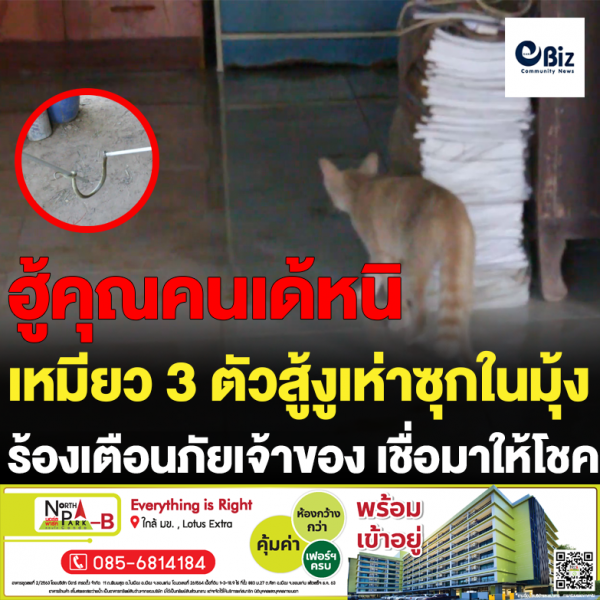 เหมียว 3 ตัวสู้งูเห่าซุกในมุ้ง ร้องเตือนภัยเจ้าของ เชื่อมาให้โชค