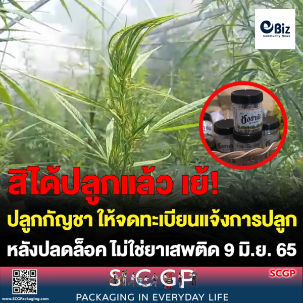 ปชช.จะปลูกกัญชา ให้จดทะเบียนแจ้งการปลูก หลังปลดล็อค ไม่ใช่ยาเสพติด 9 มิ.ย. 65