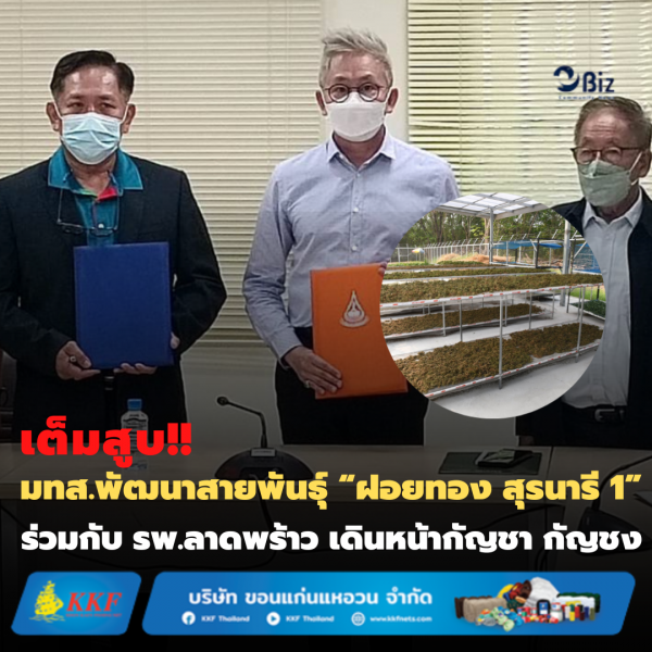 เต็มสูบ !! มทส. พัฒนาสายพันธุ์ “ฝอยทอง สุรนารี1” ร่วมกับ รพ.ลาดพร้าว เดินหน้ากัญชา กัญชง