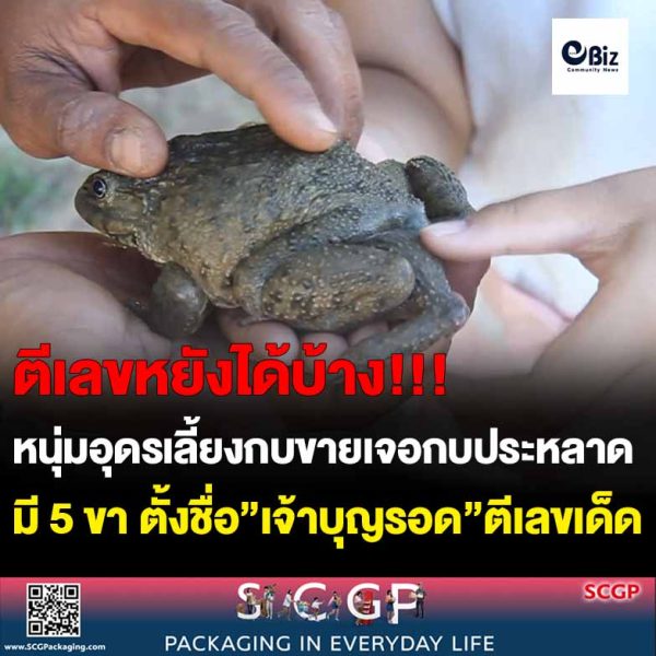 หนุ่มอุดรเลี้ยงกบขายเจอกบประหลาดมี 5 ขา ตั้งชื่อ”เจ้าบุญรอด”ตีเลขเด็ด 951