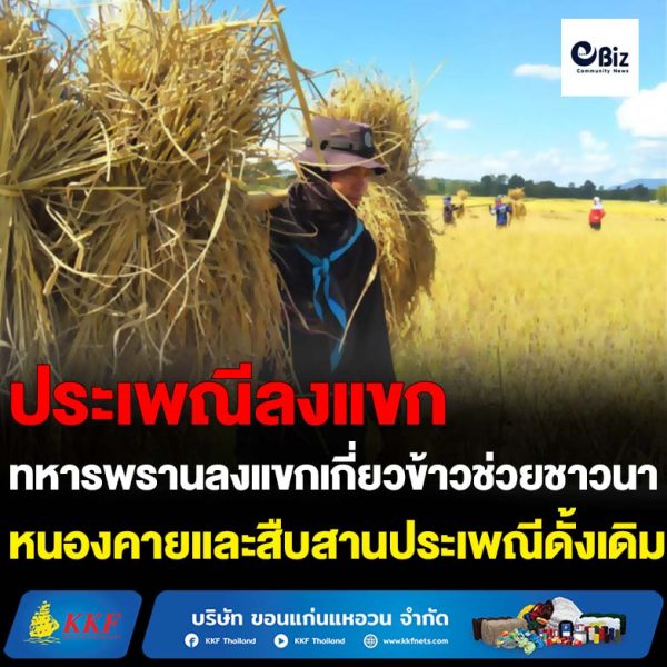 ทหารพราน (ร้อย.ฉก.ทพ.2104 ฉก.ทพ.21) ลงแขกเกี่ยวข้าวช่วยชาวนา อ.สังคม จ.หนองคาย ที่ขาดแคลนแรงงาน เพื่อลดต้นทุนการผลิต และสืบสานประเพณีดั้งเดิม