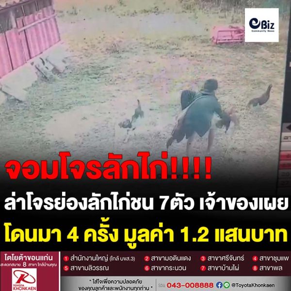 ล่าโจรย่องลักไก่ชน 7 ตัว เจ้าของซุ้มเผยโดนขโมยมาแล้ว 4 ครั้ง มูลค่า 1.2 แสนบาท