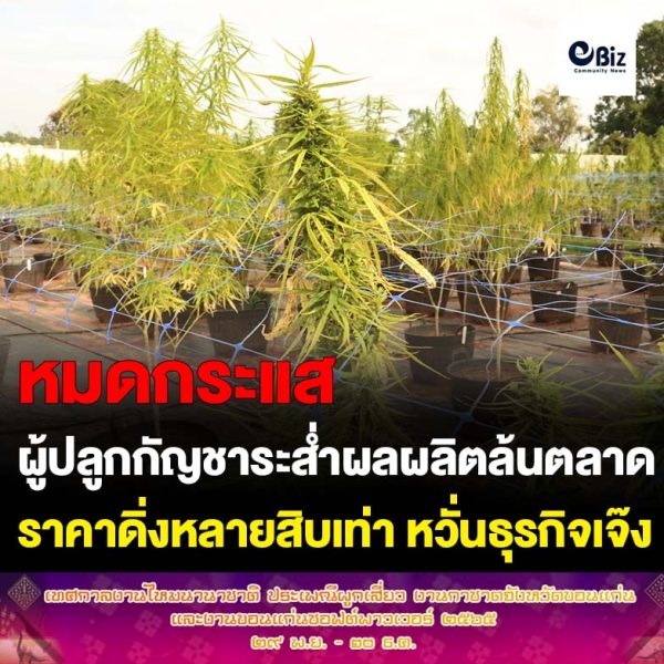 โคราช เครือข่ายวิสาหกิจกัญชาระส่ำ ผลผลิตล้นตลาดราคาดิ่งหลายสิบเท่า ลงทุนเยอะหวั่นกฎหมายใหม่ทำเจ๊ง