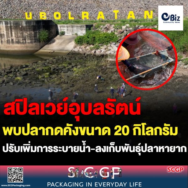 สปิลเวย์เขื่อนอุบลรัตน์ ลดปริมาณการระบายน้ำ พบปลากดคังขนาด 20 กิโลกรัม