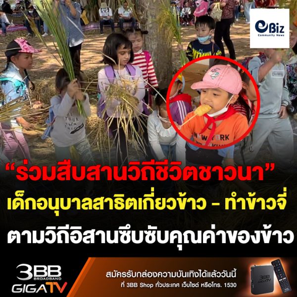 นร.อนุบาลลงแขกเกี่ยวข้าว ทำข้าวจี่ วิถีชาวนาอีสาน