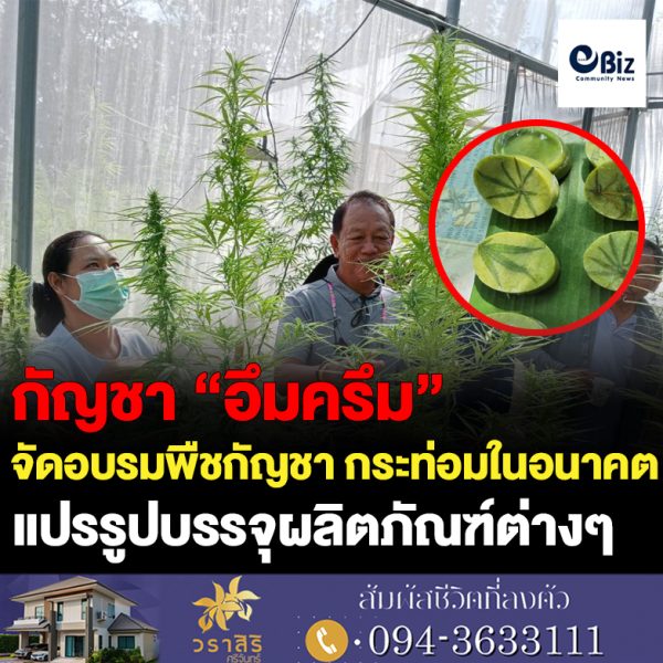 กัญชา “อึมครึม”