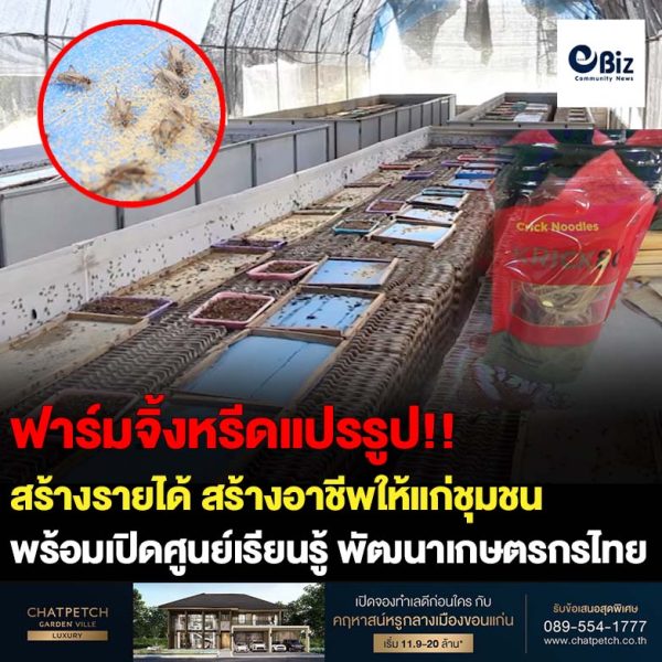 สองสามีภรรยาหันทำฟาร์มจิ้งหรีดนำไปแปรรูปขายในโรงแรม