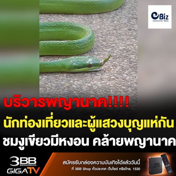 ฮือฮา นักท่องเที่ยวและผู้แสวงบุญแห่ ชมงูเขียวมีหงอน คล้ายพญานาคที่คำชะโนด