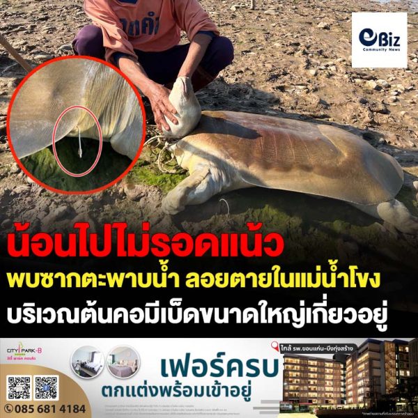 ชาวบ้านหาดทรายทอง ต.หาดคำ อ.เมืองหนองคาย จ.หนองคาย ออกจับปลาในแม่น้ำโขง พบซากตะพาบน้ำ (ปลาฝา) เพศผู้ ขนาดใหญ่ อายุไม่ต่ำกว่า 30 ปี น้ำหนักไม่ต่ำกว่า 35 กิโลกรัม ลอยตายในแม่น้ำโขง พบที่บริเวณต้นคอมีเบ็ดขนาดใหญ่เกี่ยวอยู่ คาดตายมาแล้วประมาณ 3 – 4 วัน เผยเป็นครั้งแรกที่พบตะพาบน้ำขนาดใหญ่ในแม่น้ำโขงบริเวณนี้ ที่พบส่วนใหญ่มีขนาดเล็กน้ำหนักประมาณ 1 กิโลกรัม ชาวบ้านจับได้ก็ปล่อยคืนสู่ธรรมชาติ