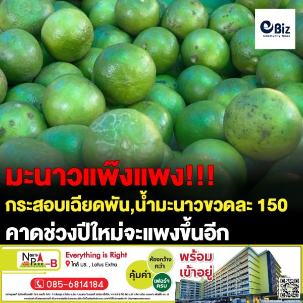 สายเปรี้ยวโปรดฟัง มะนาวแพงขึ้นแล้วนะ ล่าสุดกระสอบเฉียดพันบาท ขณะที่น้ำมะนาวขยับขึ้นขวดละ 150 บาทคาดปีใหม่แพงขึ้นอีก