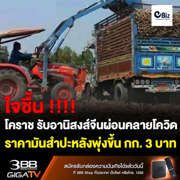 โคราชเมืองหลวงมันสำปะหลัง รับอานิสงส์จีนผ่อนคลายโควิดราคาพุ่ง กก. 3 บาท บางรายเคราะห์ซ้ำกรรมซัดเจออุทกภัย โรคระบาด ผลผลิตลด 20-30 %