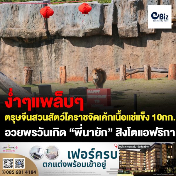 สวนสัตว์โคราชฉลองตรุษจีน จัดเค้กเนื้อแช่แข็ง 10 กก. อวยพรวันเกิด “พี่นายัก” สิงโตแอฟริกา