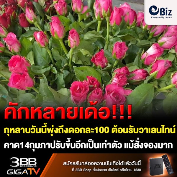 คักหลายเด้อ!!! กุหลาบวันนี้พุ่งถึงดอกละ100 ต้อนรับวาเลนไทน์ คาด14กุมภาปรับขึ้นอีกเป็นเท่าตัว แม้สั่งจองมาก