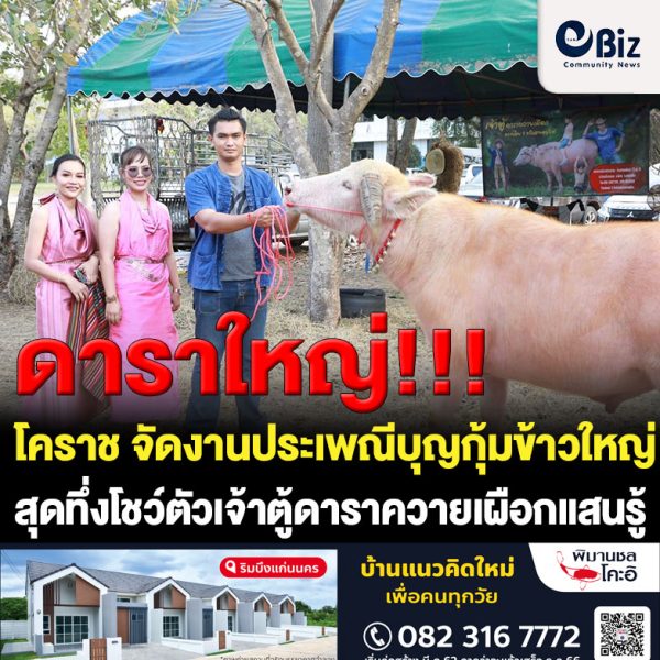 โคราชกระตุ้นเศรษฐกิจท้องถิ่น จัดงานประเพณีบุญกุ้มข้าวใหญ่สืบสานวัฒนธรรมชนบท สุดทึ่ง เจ้าตู้ดาราควายเผือก แสนรู้เรียกรอยยิ้มให้ผู้ร่วมงาน