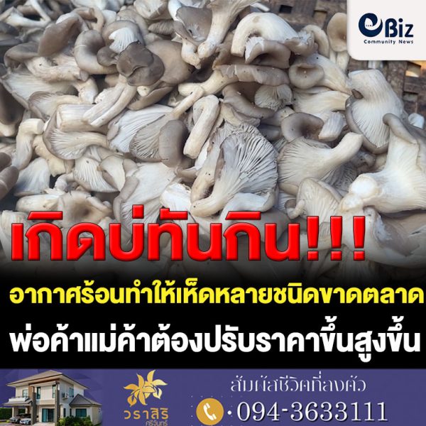 ขอนแก่น เห็ดนางฟ้าขาดตลาดปรับราคาสูง กก.ละ 120 บาท