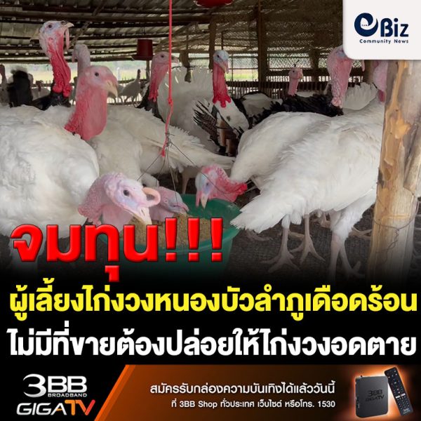 ผู้เลี้ยงไก่งวงหนองบัวลำภูเดือดร้อนหนักไม่มีที่ขายหัวอาหารก็แพงจนต้องปล่อยให้ไก่อดตายวอนรัฐช่วยเหลือ